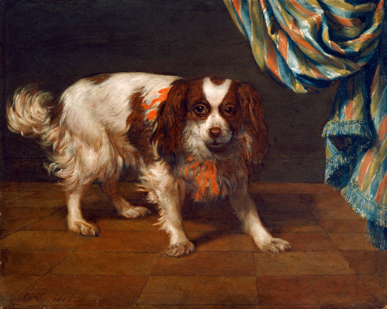 En King Charles Spaniel (olie på panel) af Gysbert van de Kuyl