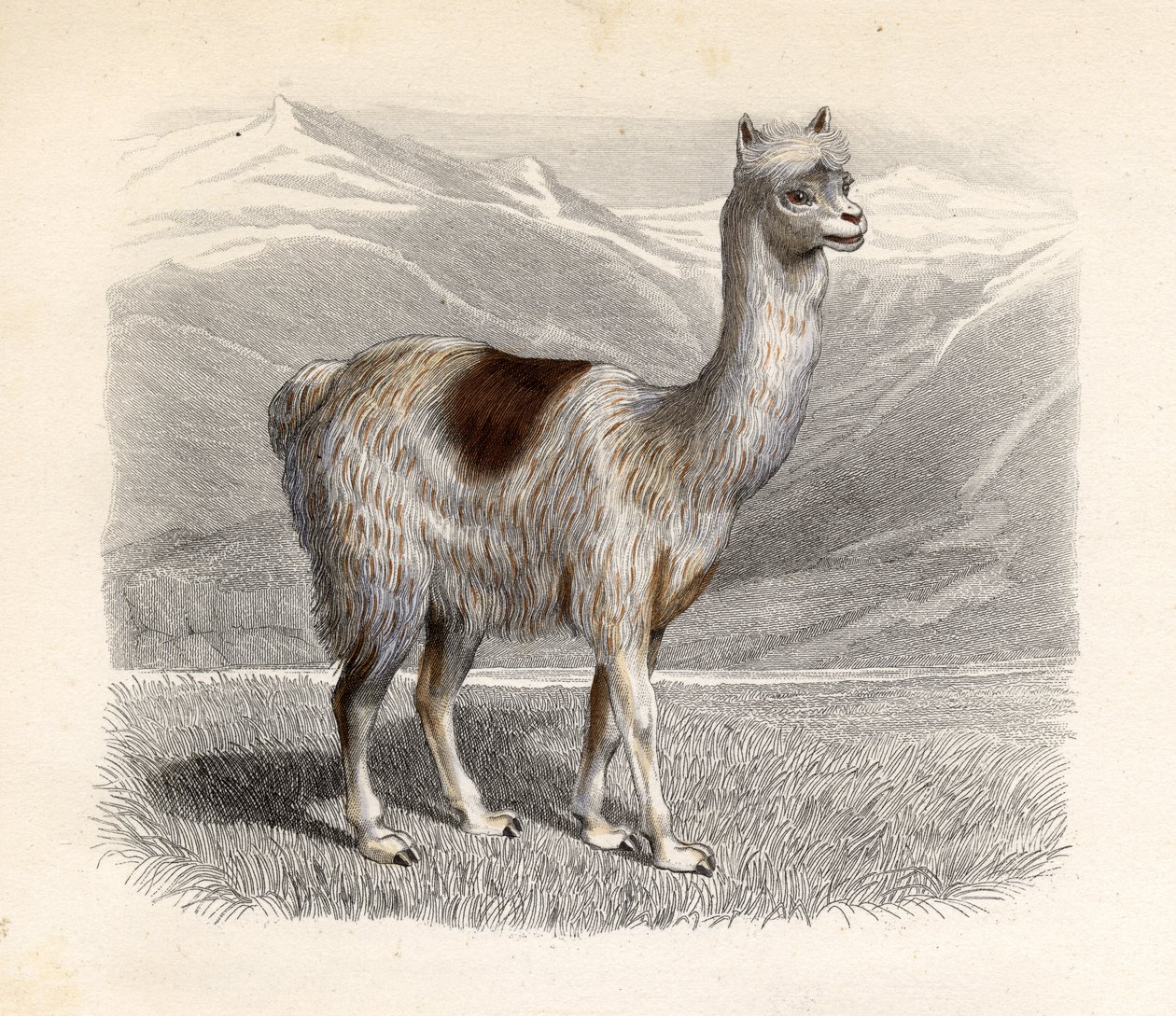 Lamaen, indgraveret af E. Ramus af H. Gobin