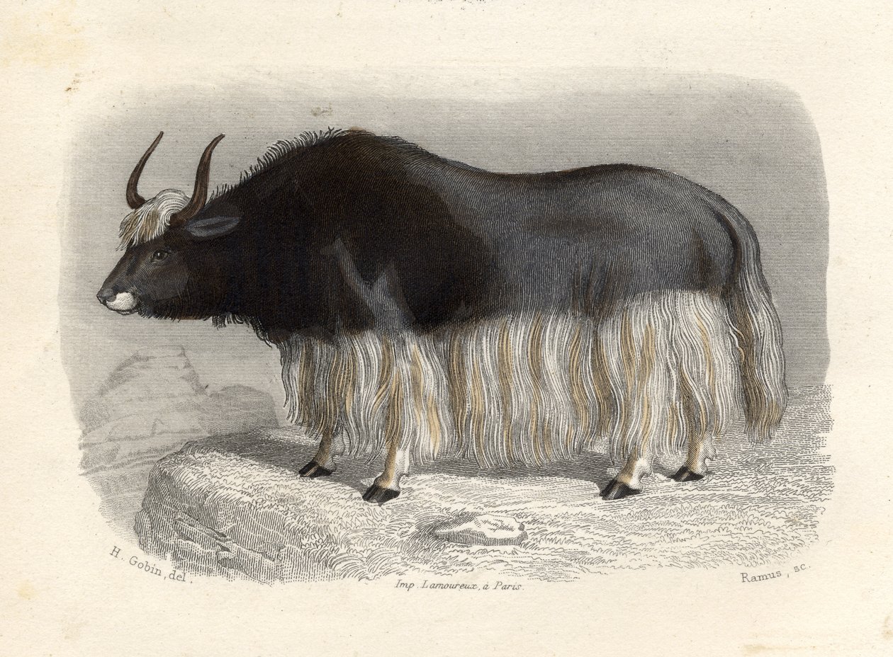 Den tatariske ko, graveret af E. Ramus af H. Gobin