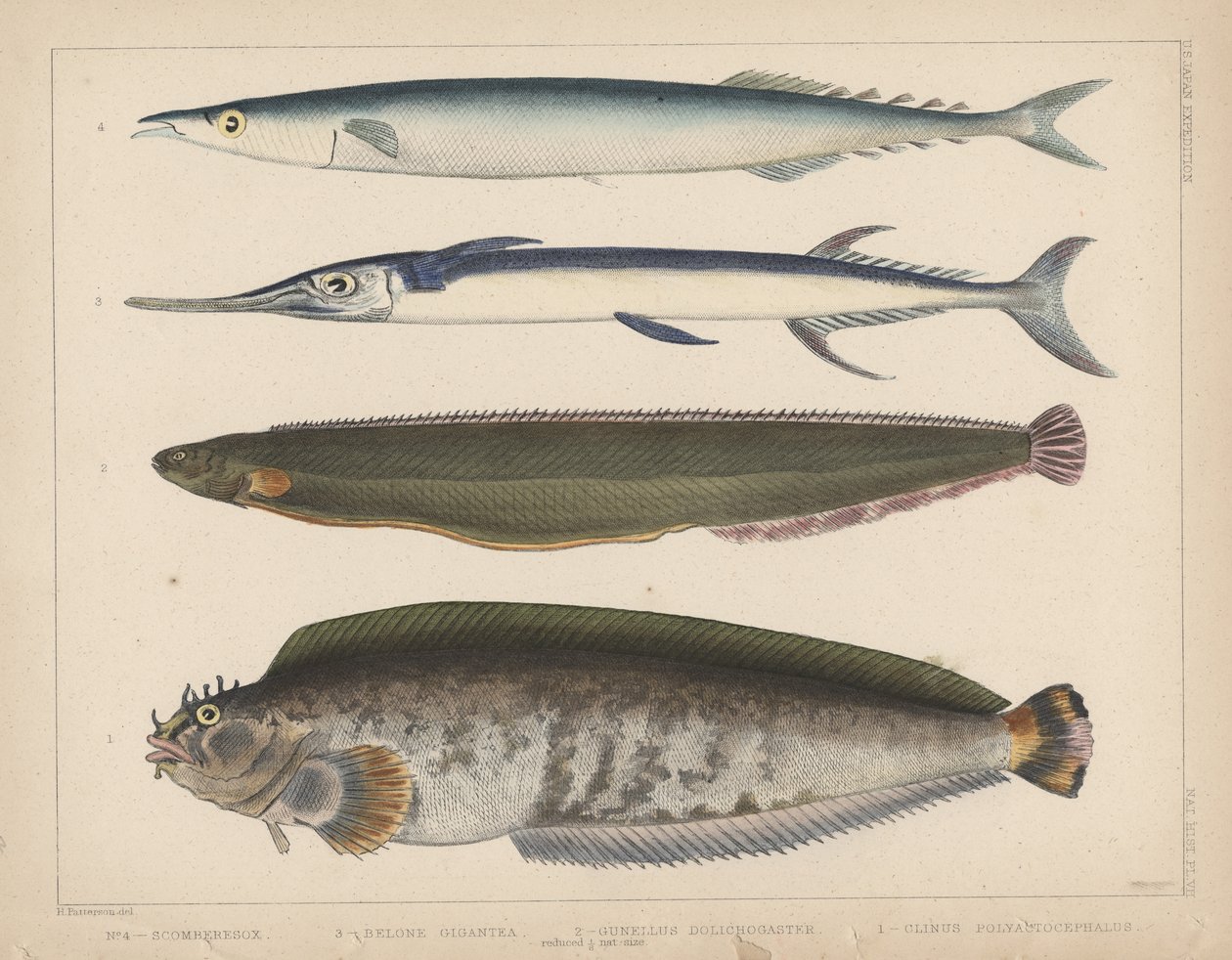 1. Clinus Polyactocephalus, 2. Gunellus Dolichogaster, 3. Belone Gigantea, 4. Scomberesox, 1855 af H. Patterson