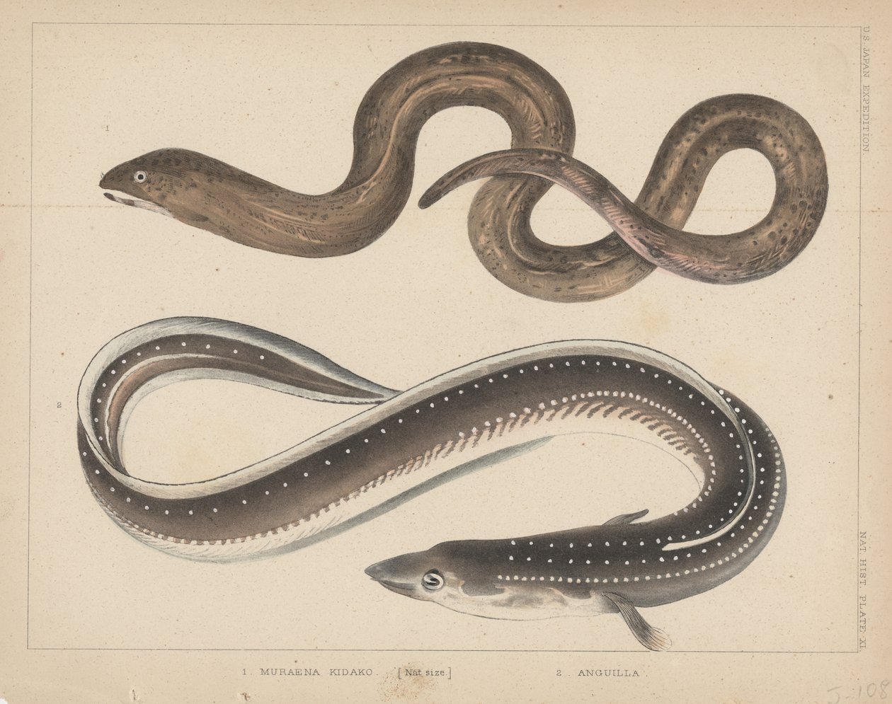 1. Muraena Kidako, 2. Anguilla, 1855 af H. Patterson