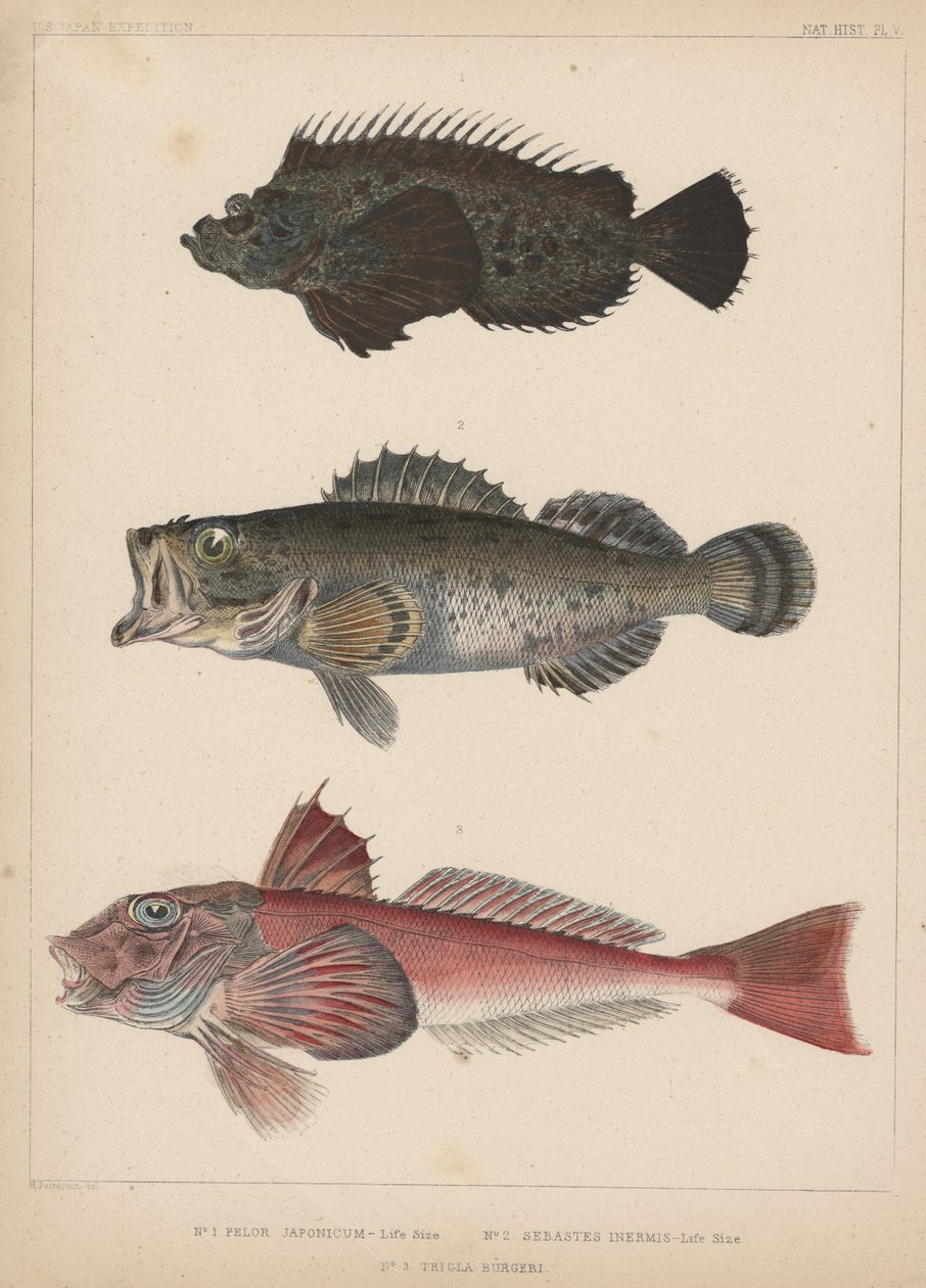 1. pelor japonicum, 2. sebastes inermis og 3. trigla burgeri, 1855 af H. Patterson