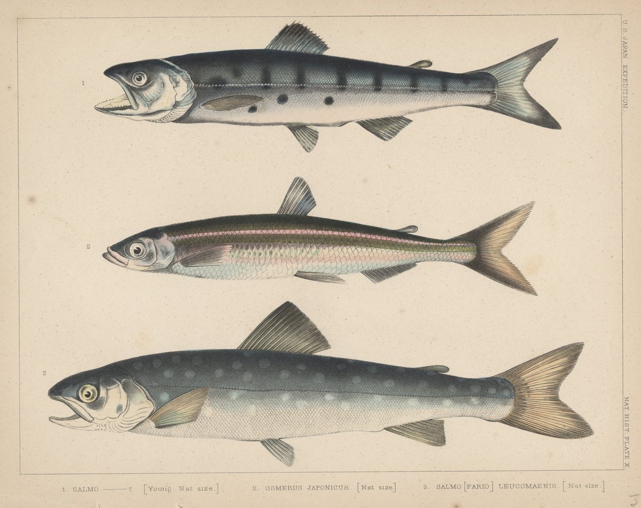 1. Laks, 2. Osmerus Japonicus, 3. Salmo (Fario) Leucomaenis, 1855 af H. Patterson