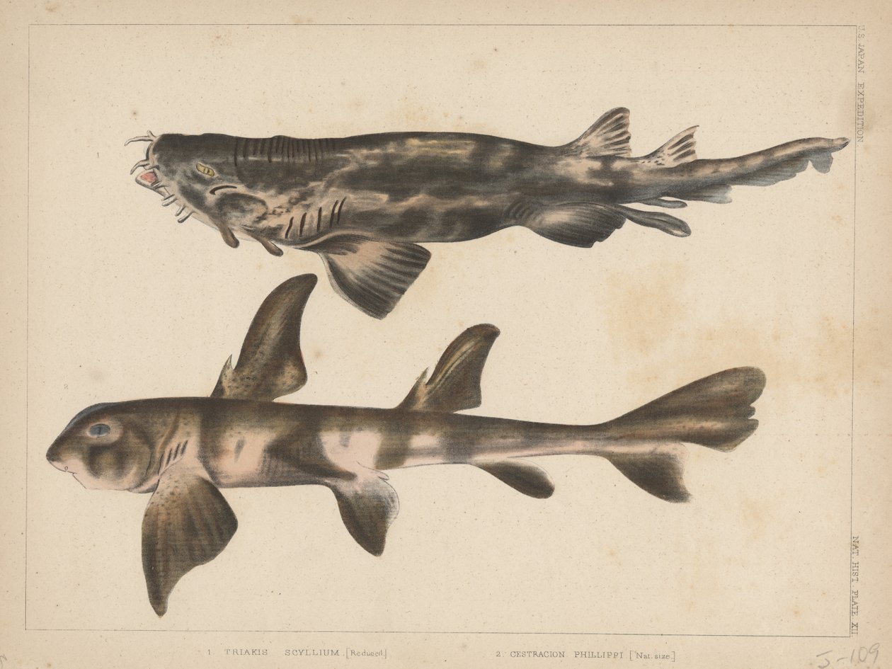 1. Triakis Scyllium, 2. Cestracion Phillippi, 1855 af H. Patterson