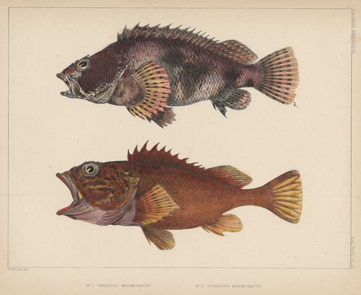 Sebastes Marmoratus, 1855 af H. Patterson