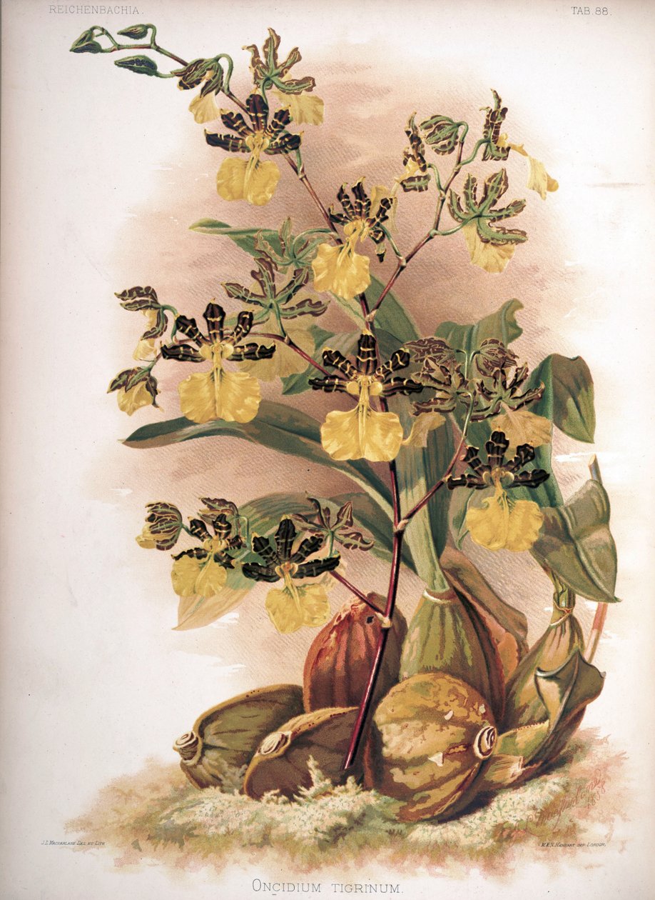 Oncidium tigrinum af H. Sotheran and Co.