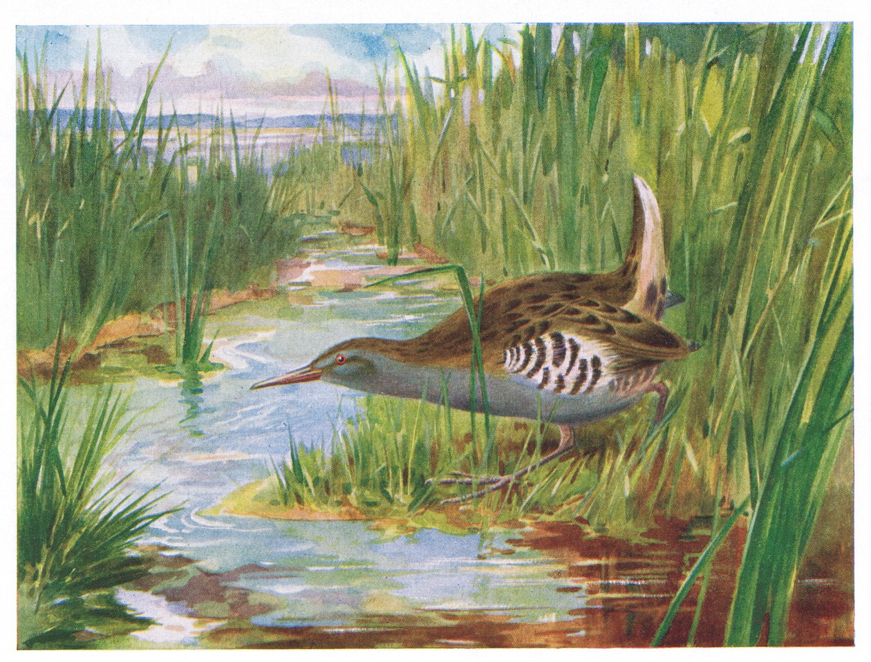 Water Rail, illustration fra British Birds af Kirkman & Jourdain, 1966 af H. Wormald