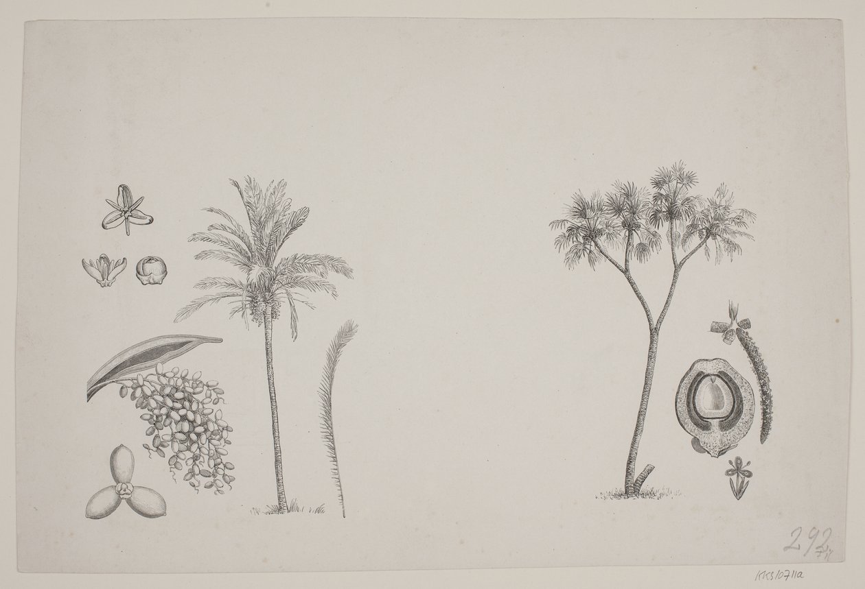 Botanisk blad fra Schouws skrifter af H. C. Henneberg