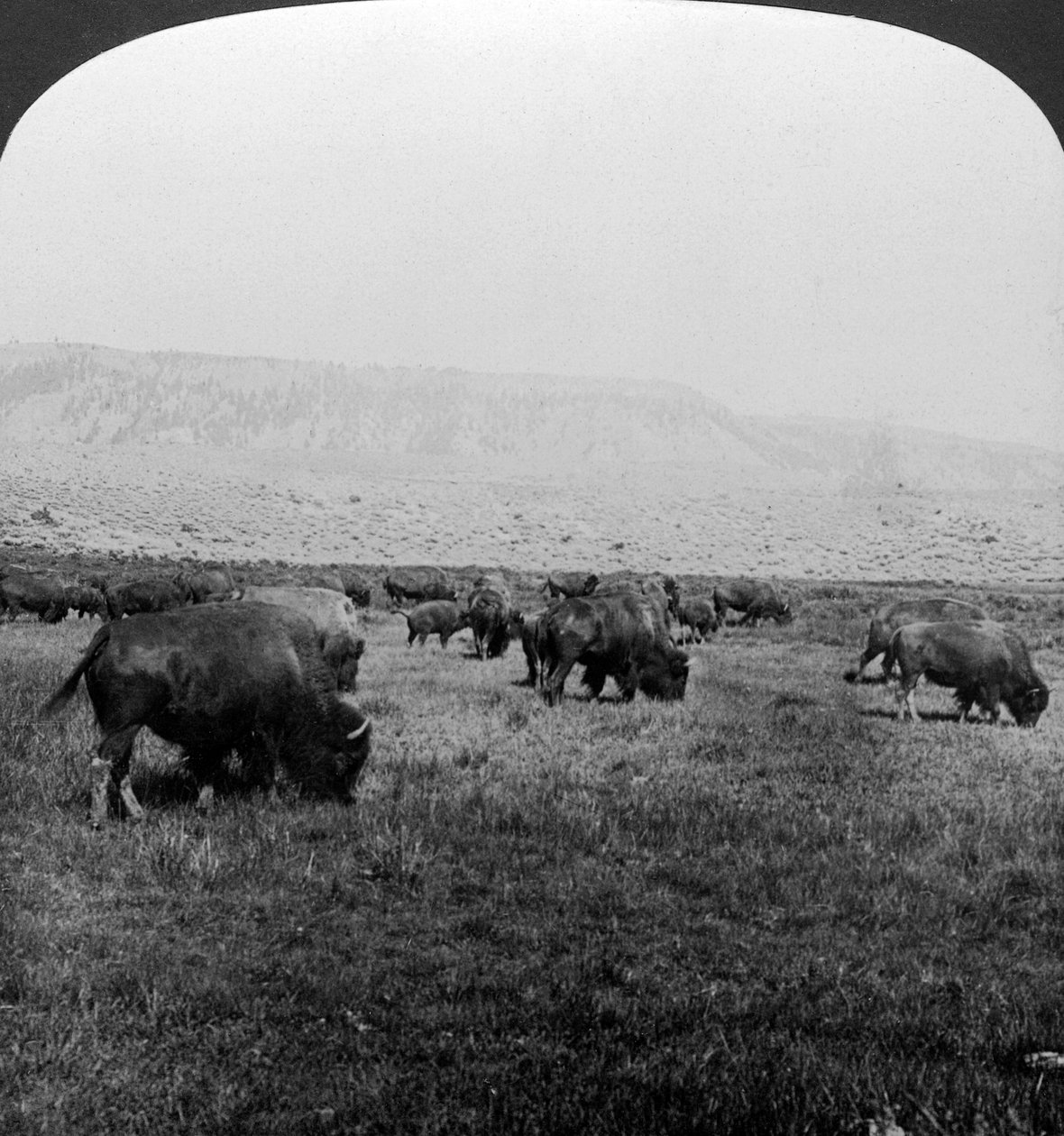 Buffalo, Yellowstone National Park, USA. af H. C. White