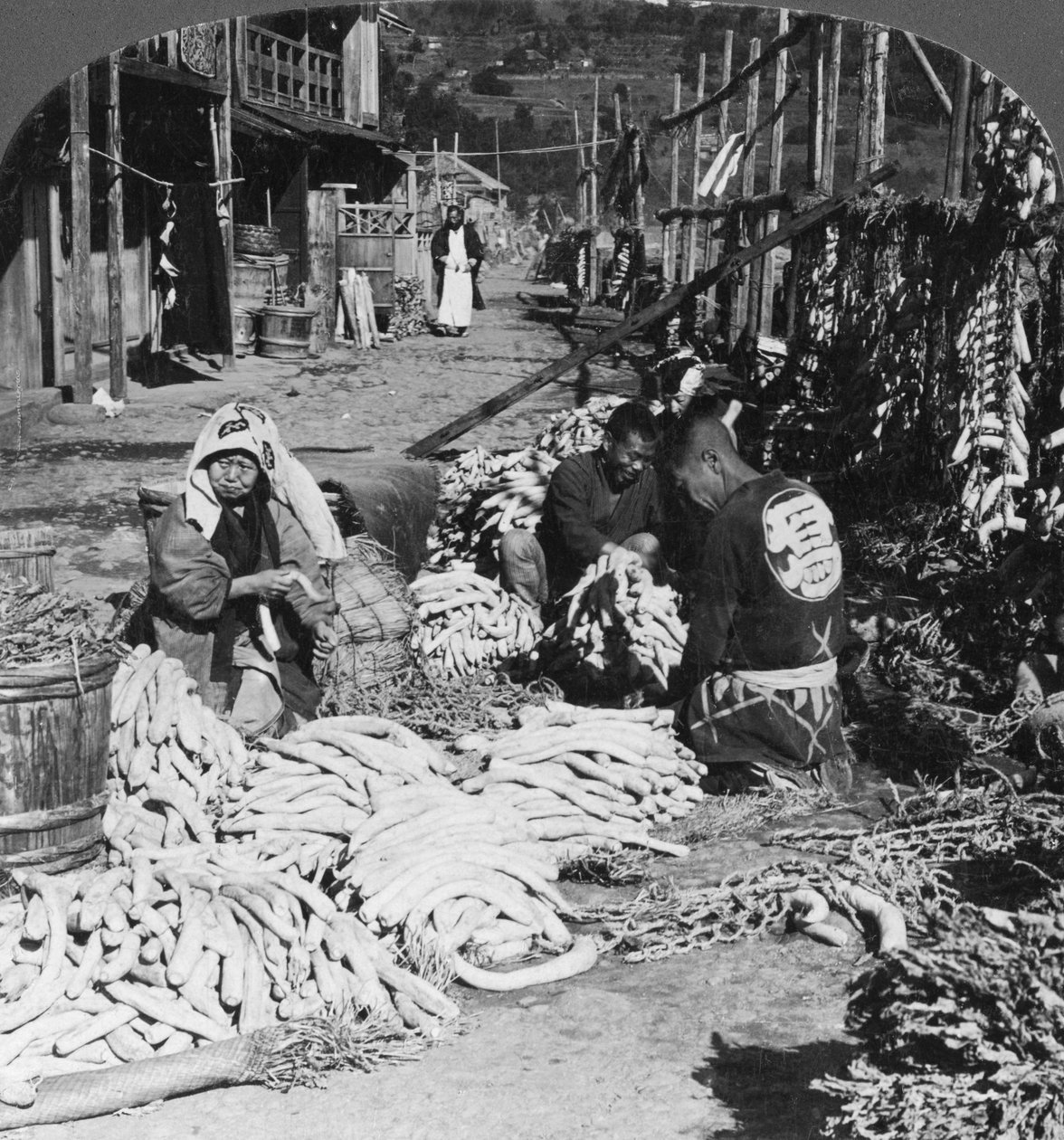 Sortering og pakning af daikon japanske radiser ved havnefronten, Atami, Japan, 1906 af H. C. White