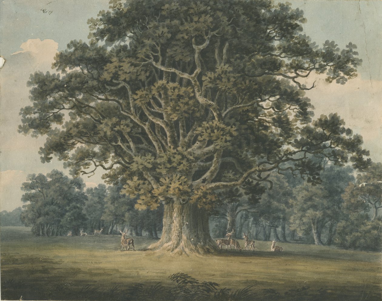 Needwood - Swipcar Oak: akvarelmaleri, og [?begyndelsen af det 19. århundrede] af H Moore