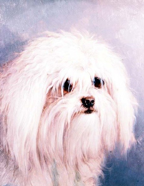 Maltesisk terrier (panel) af H. Morley Park