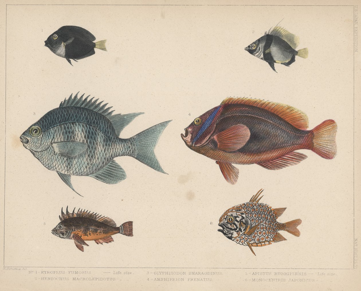 1. Etroplus Fumosus, 2. Heniochus Macrolepidotus, 3. Glyphisodon Smaragdinus, 4. Amphiprion Frenatus, 5. Apistus Rubrippinis, 6. Monocentris Japonicus af H. Patterson