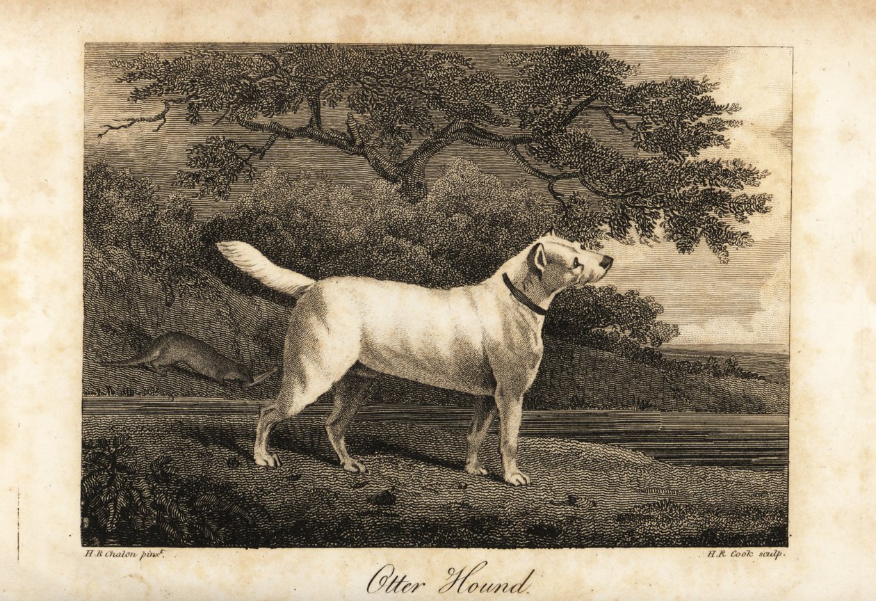 Portræt af den sidste tilbageværende Otter Hound i Storbritannien i 1812, ejet af Hon af H. R. Cook