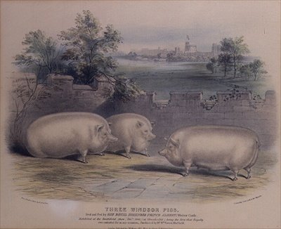 Tre præmiegrise opdrættet af Prince Albert på Windsor Castle (graveret af H. Stafford (fl.1829) 1843 af H. Strafford