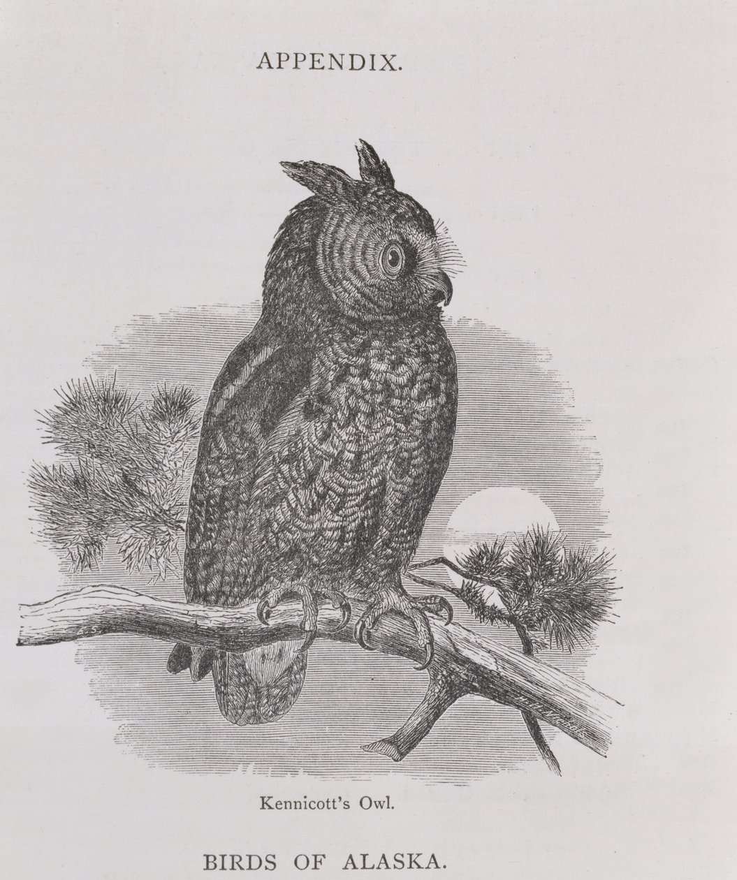 Kennicotts Owl, fra Alaska og dets ressourcer, af William H. Dall, indgraveret af H. H. Nicholls, pub. 1870 af H. W., Elliot
