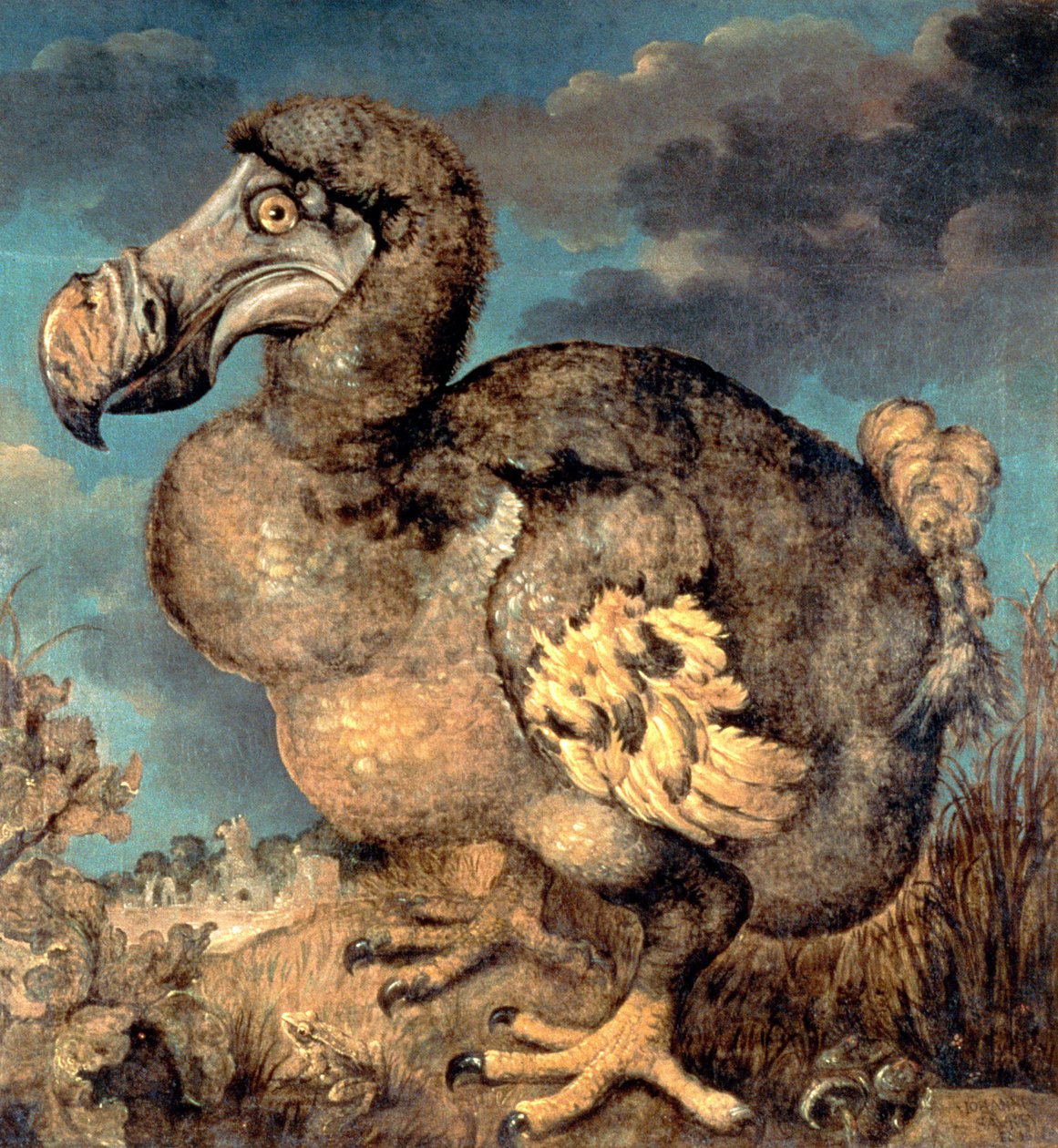 The Dodo, 1651 af Hans I Savery
