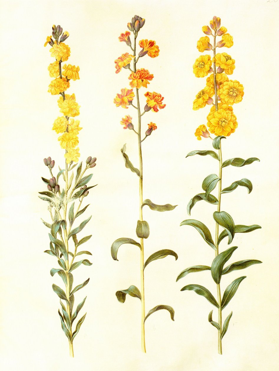 Cheiranthus cheiri, gouache på vellum, i: Gottorfer Codex af Hans Simon Holtzbecker