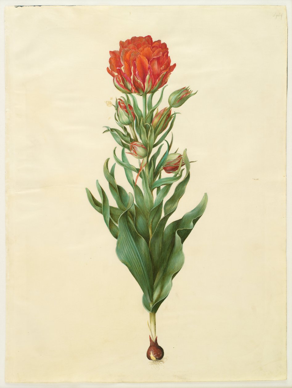 Tulipa gesneriana af Hans Simon Holtzbecker
