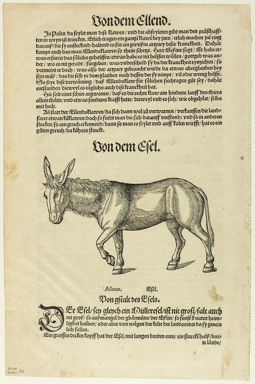 Illustration fra "Thierbuch", plade 42 fra Træsnit fra bøger fra det 16. århundrede af Hans Asper