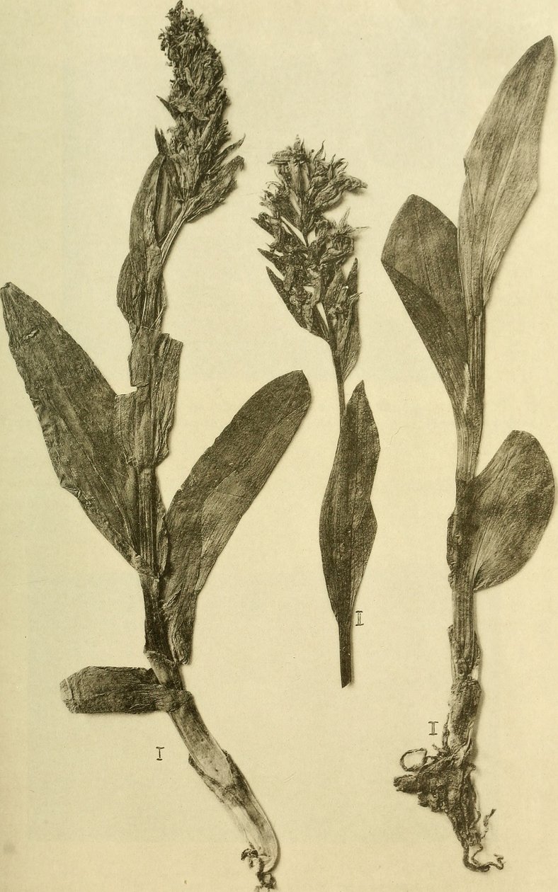 Annaler fra det K.K. Naturhistorisk Hofmuseum (1914) (18196503932) af Hans Fleischmann