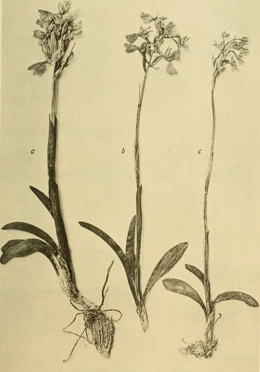 Annaler fra det K.K. Naturhistorisk Hofmuseum (1914) (18201357971) af Hans Fleischmann