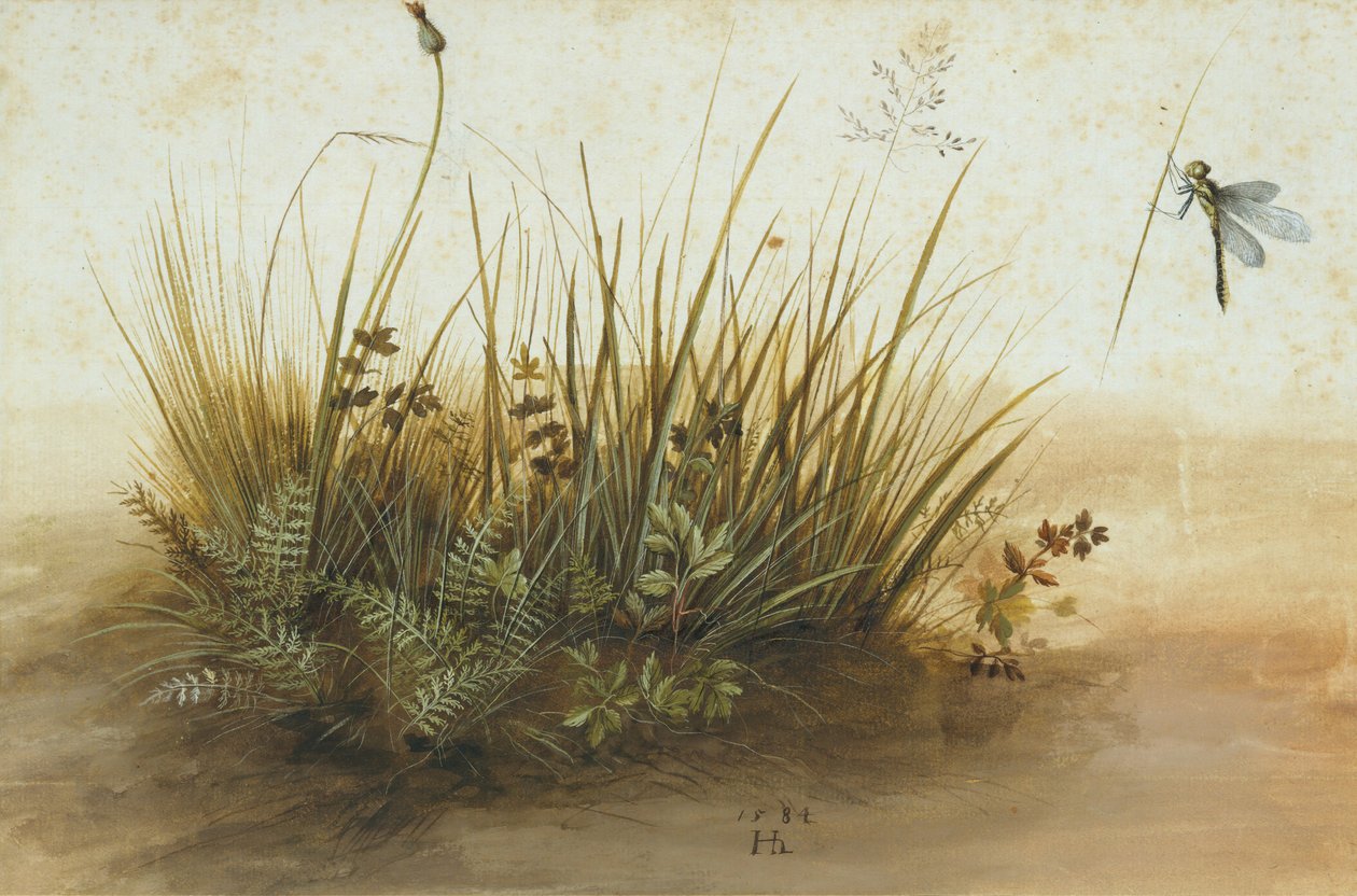 Et lille stykke græstørv, 1584. af Hans Hoffmann