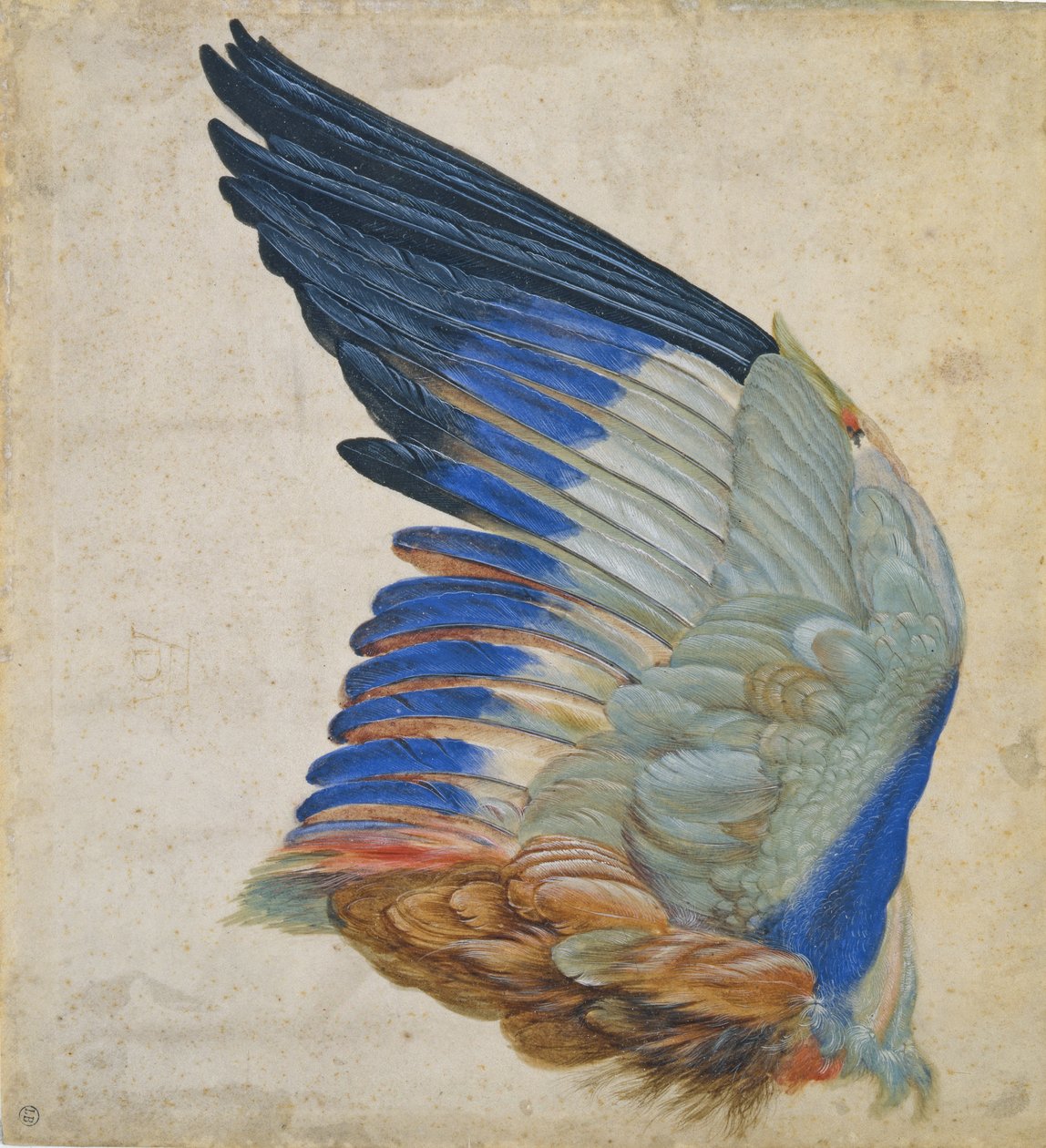 Wing of a Blue Roller, kopi af en original af Albrecht Durer fra 1512 af Hans Hoffmann
