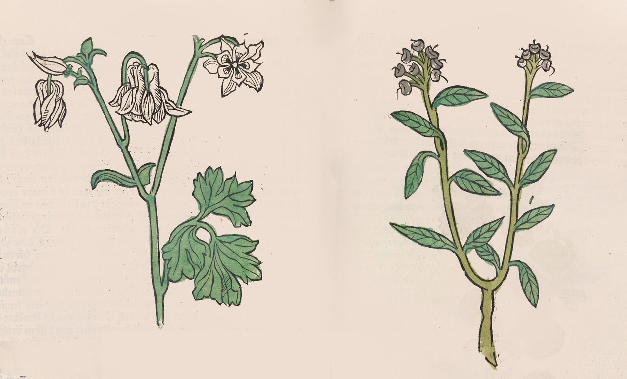 Herbarius - Gart der gesuntheit - Sundhedens Have, 1485. af Hans Schönsperger