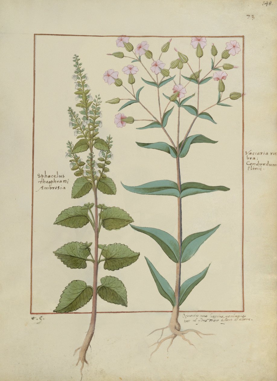 Fru Fr. Fv VI #1 fol.148r Illustration fra Book of Simple Medicines af Mattheaus Platearius (d.c.1161) c.1470 af Hans Sichelbein Sichelbein