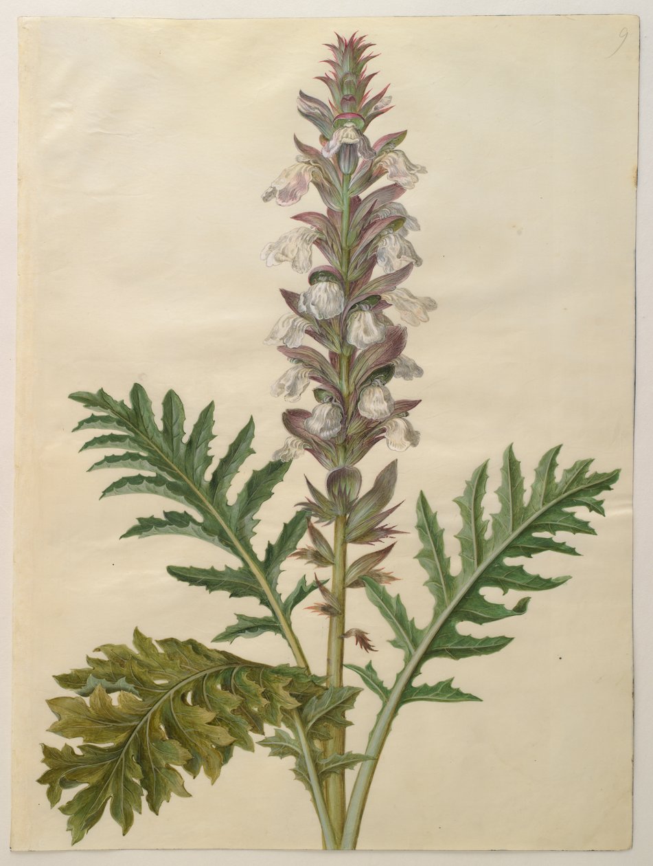 Acanthus mollis fra album Gottorfer Codex, ca. 1650 (gouache på pergament) af Hans Simon Holtzbecher