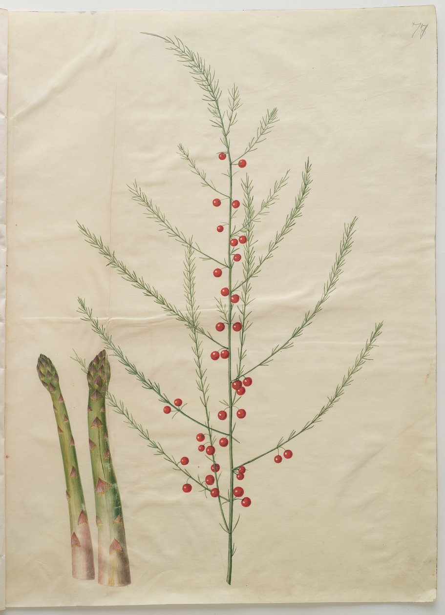 Asparagus officinalis fra albummet Gottorfer Codex, ca. 1650 (gouache på pergament) af Hans Simon Holtzbecher