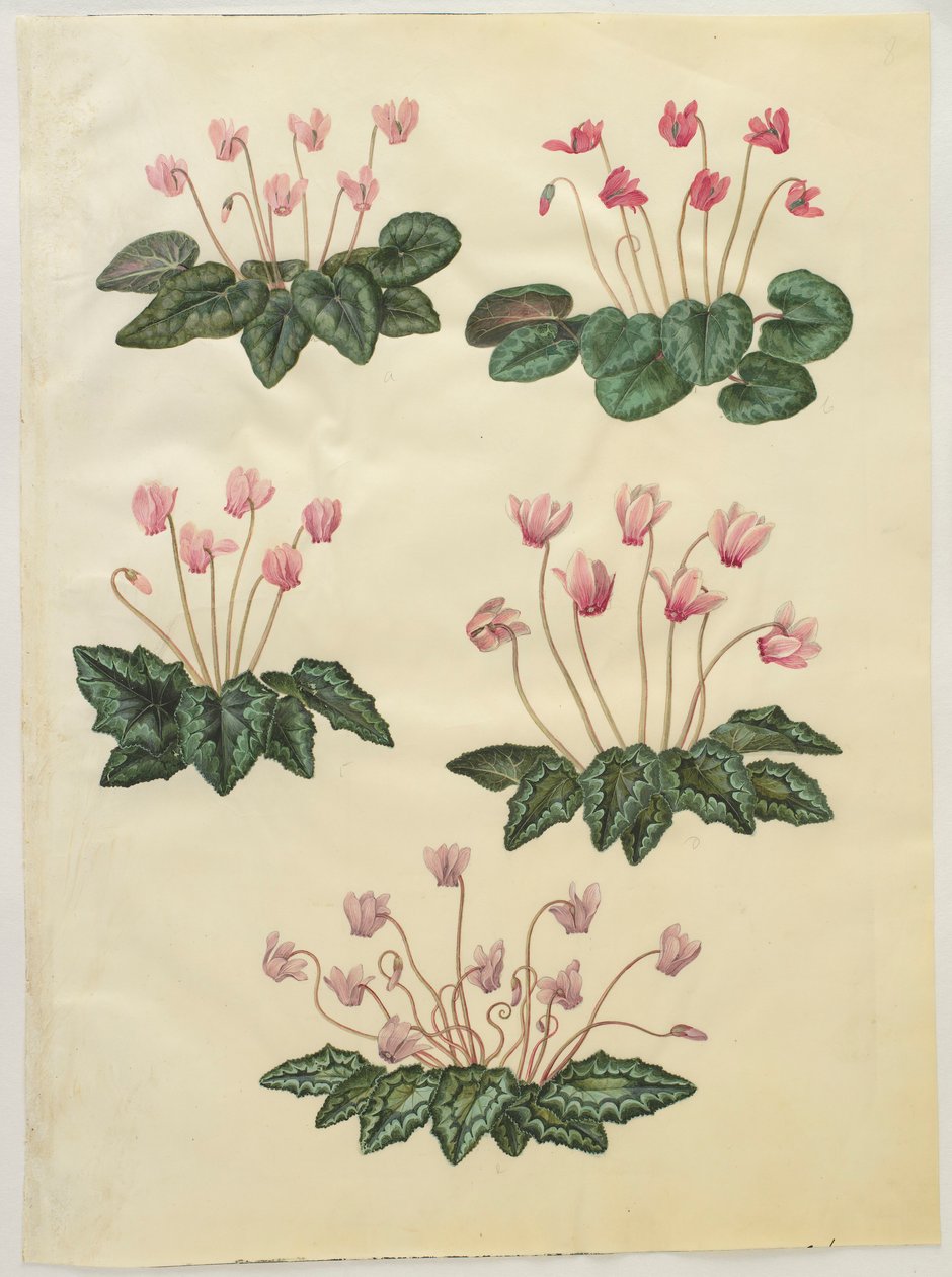Cyclamen purprascens fra albummet Gottorfer Codex, ca. 1650 (gouache på pergament) af Hans Simon Holtzbecher