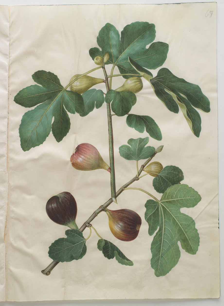 Ficus carica fra albummet Gottorfer Codex, ca. 1650 (gouache på pergament) af Hans Simon Holtzbecher