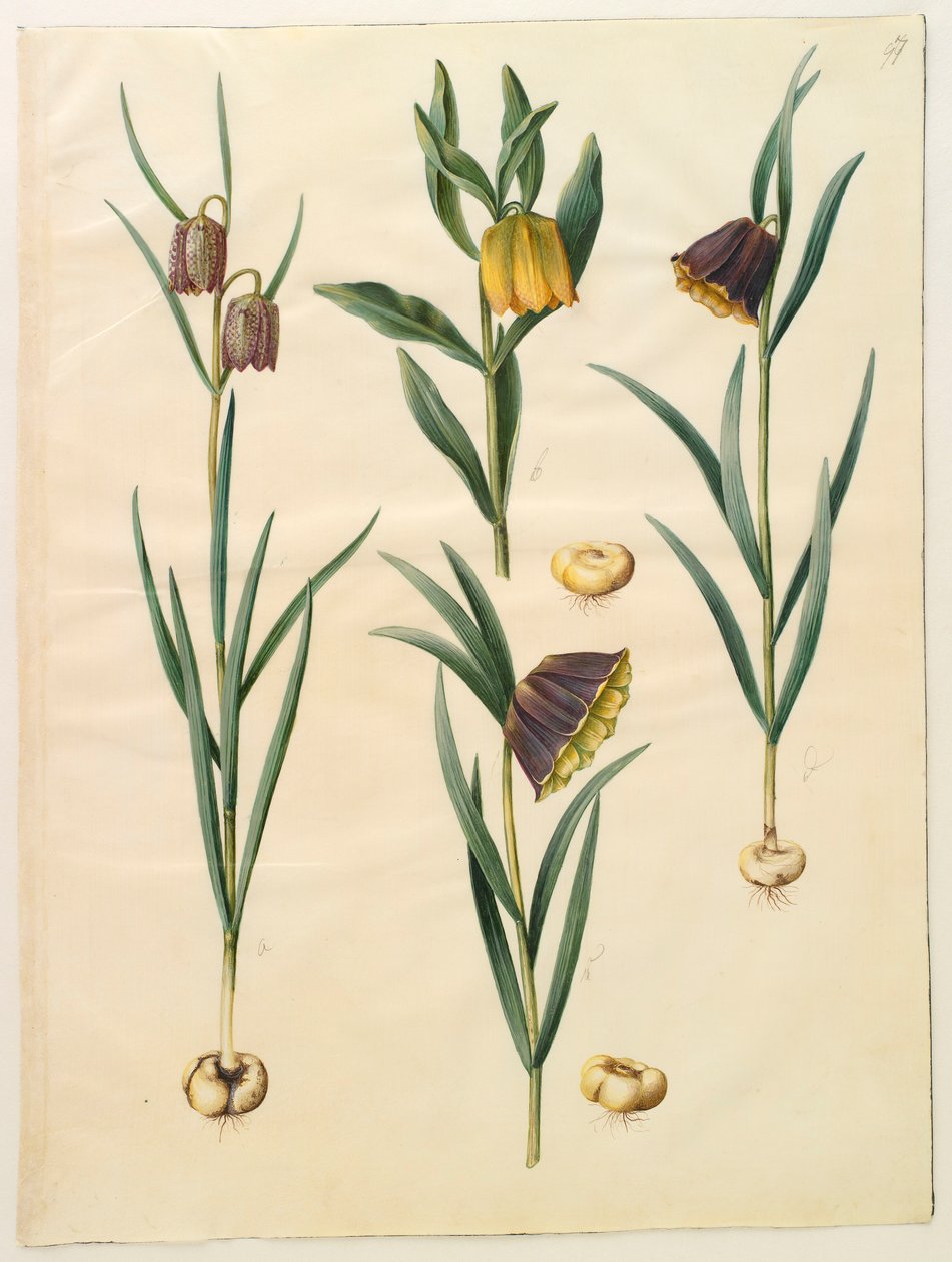Fritillaria meleagris fra albummet Gottorf Codex, ca. 1650 (gouache på pergament) af Hans Simon Holtzbecher