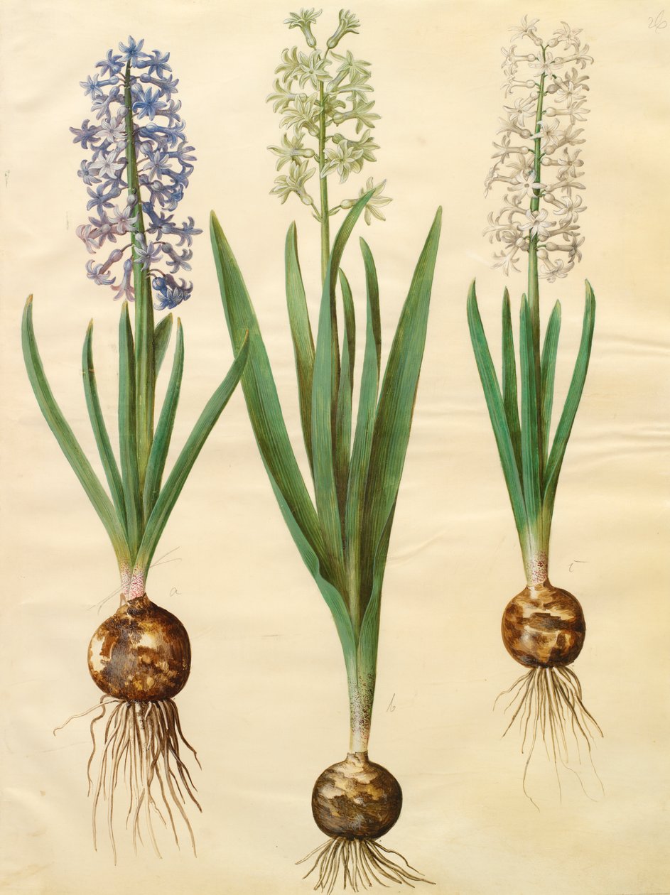 Hyacinthoides orientalis fra albummet Gottorfer Codex, ca. 1650 (gouache på pergament) af Hans Simon Holtzbecher