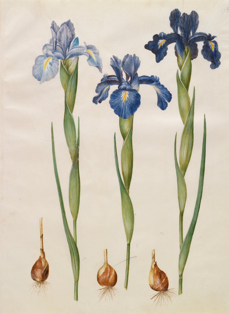 Iris xiphiodes fra albummet Gottorfer Codex, c.1650 (gouache på pergament) af Hans Simon Holtzbecher