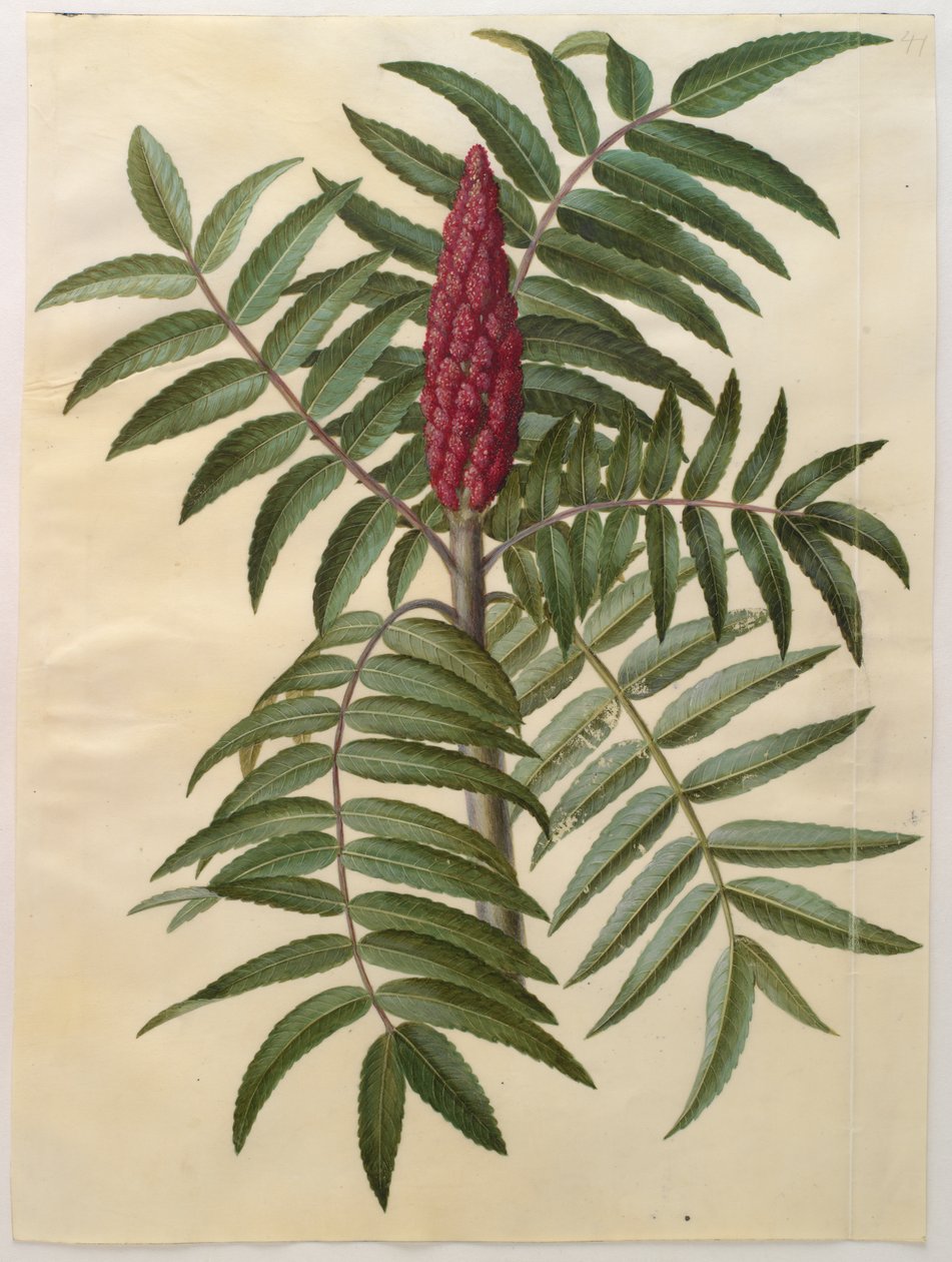 Rhus typhina fra albummet Gottorfer Codex, ca. 1650 (gouache på pergament) af Hans Simon Holtzbecher