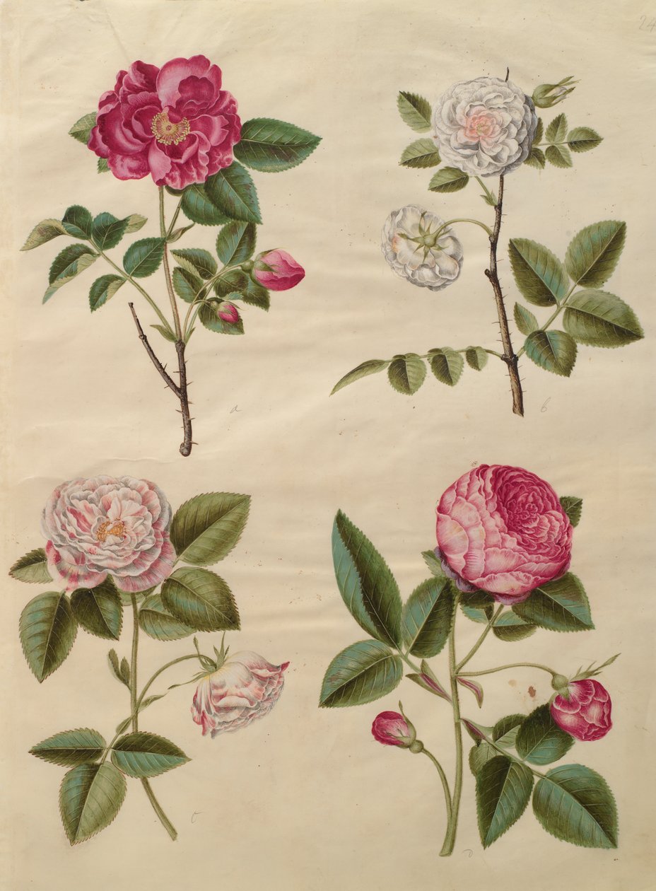 Rosa gallica fra albummet Gottorfer Codex, ca. 1650 (gouache på pergament) af Hans Simon Holtzbecher