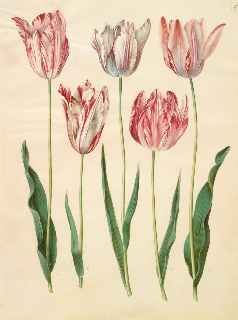 Tulipa gesneriana fra albummet Gottorfer Codex, ca. 1650 (gouache på pergament) af Hans Simon Holtzbecher