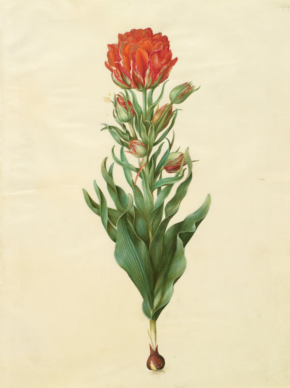 Tulipa gesneriana fra albummet Gottorfer Codex, ca. 1650 (gouache på pergament) af Hans Simon Holtzbecher