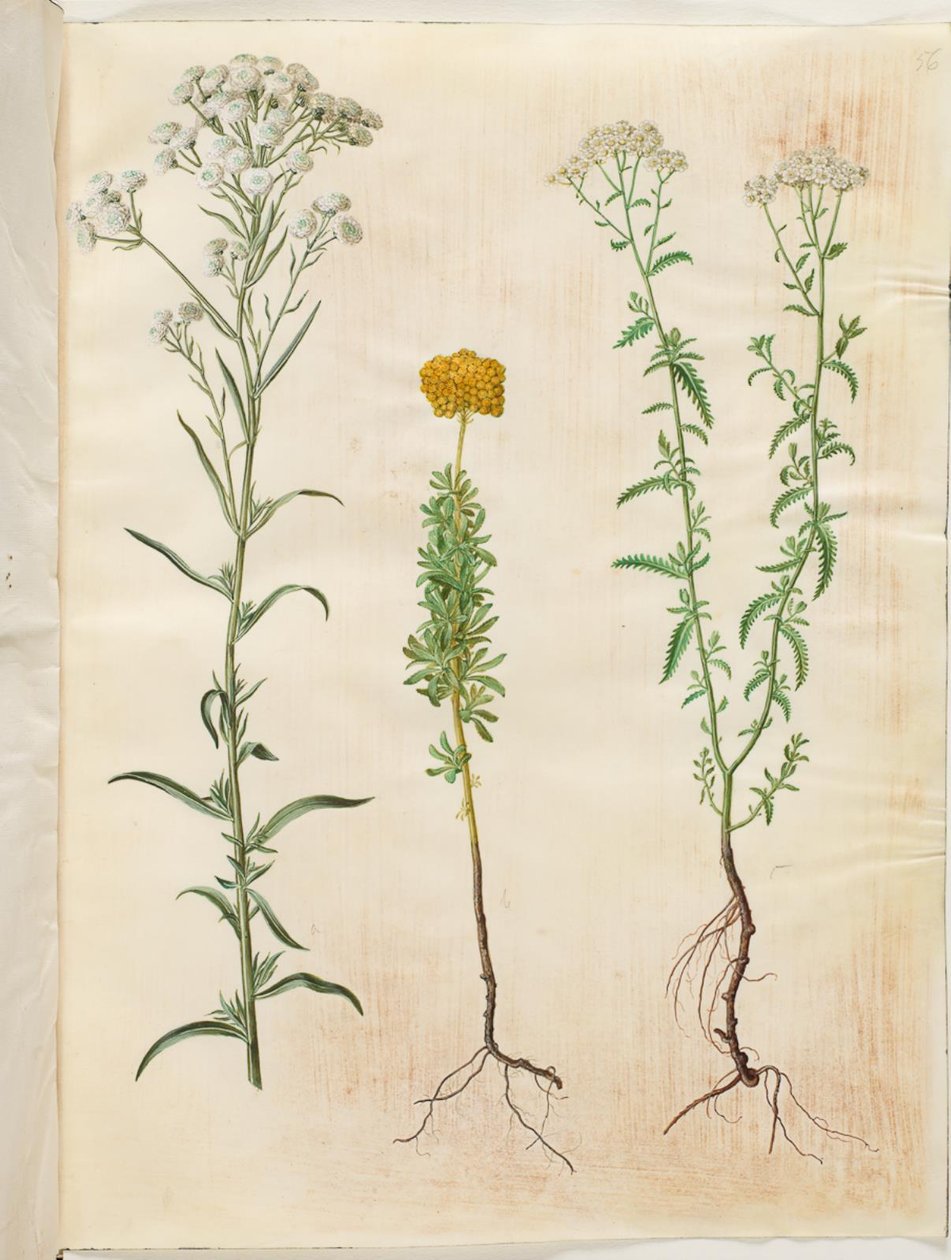 Achillea ptarmica (sølvknap-røllike); Achillea ageratum (balsam-røllike); Achillea millefolium (almindelig røllike) af Hans Simon Holtzbecker