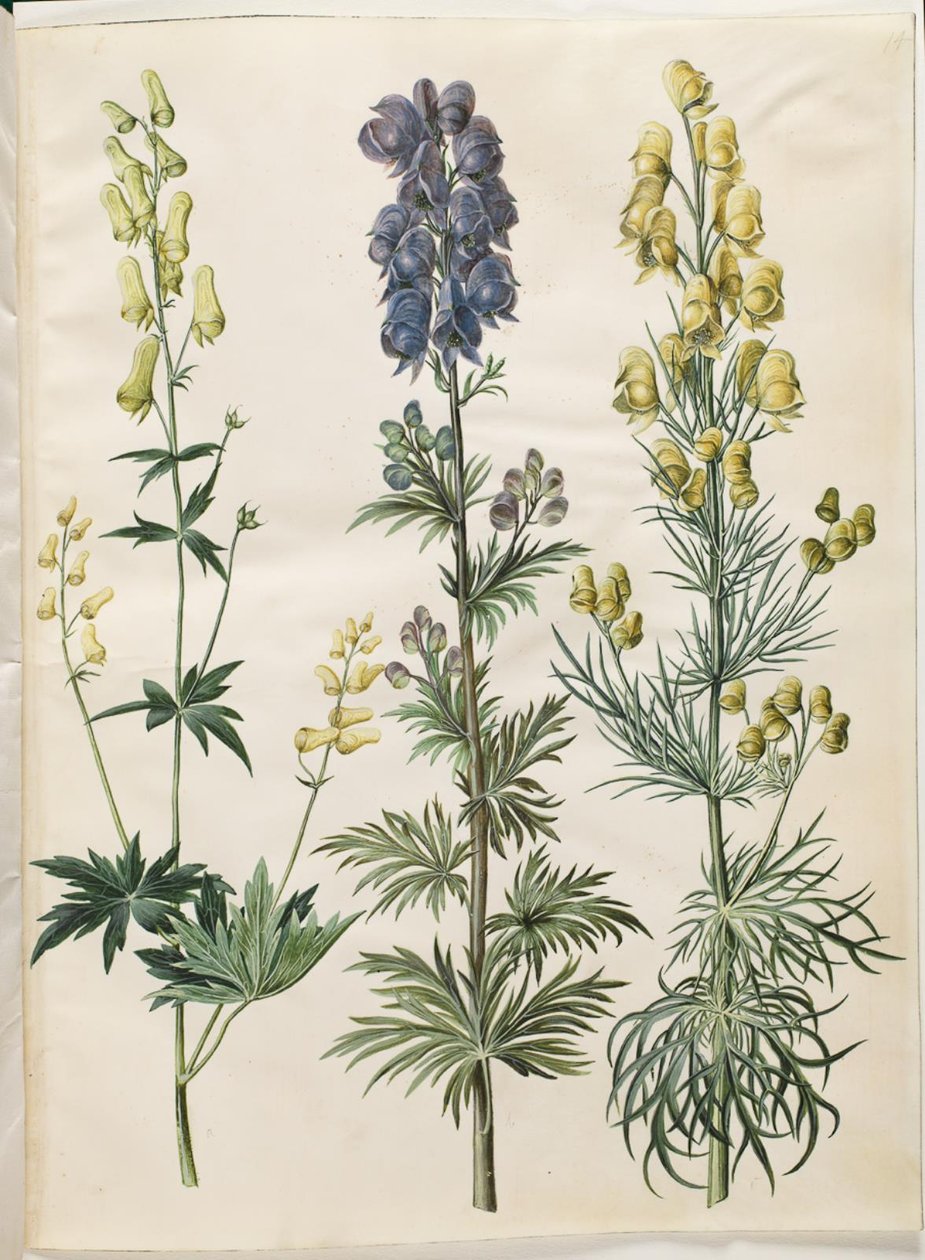 Aconitum lycoctonum (nordisk stormhat); Aconite napellus (Ægte stormhat); Aconite anthora (finbladet stormhat) af Hans Simon Holtzbecker