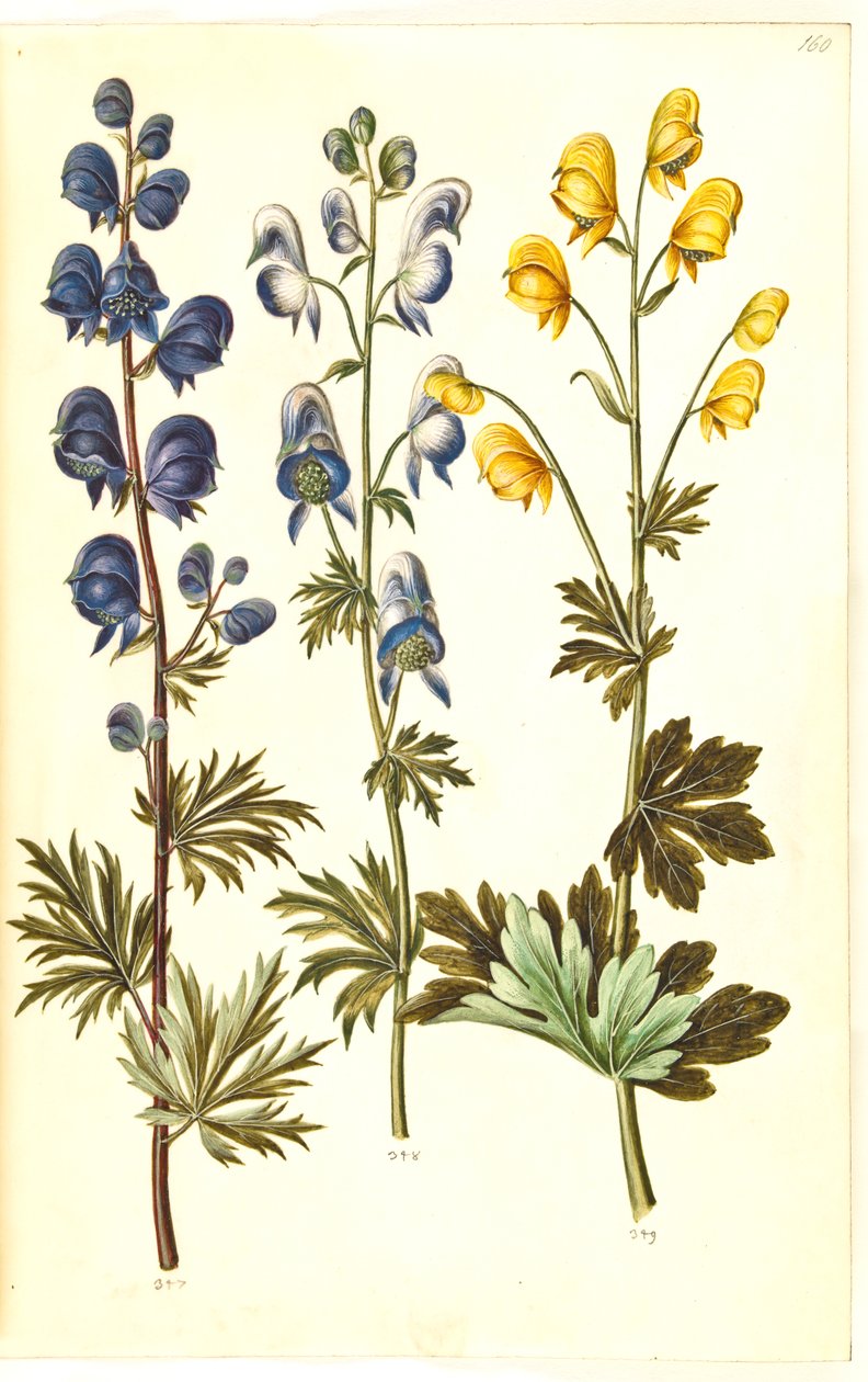 Aconite napellus (?) (Ægte stormhat); Akonit broget, evt. Aconitum ×cammarum (?) (broget stormhat, evt. have-stormhat); Aconite anthora (finbladet stormhat) af Hans Simon Holtzbecker