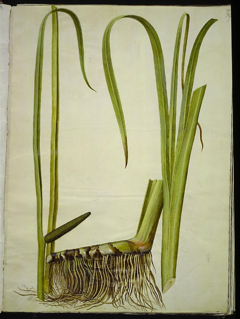 Acorus kalmus (almindelig kalmus) af Hans Simon Holtzbecker