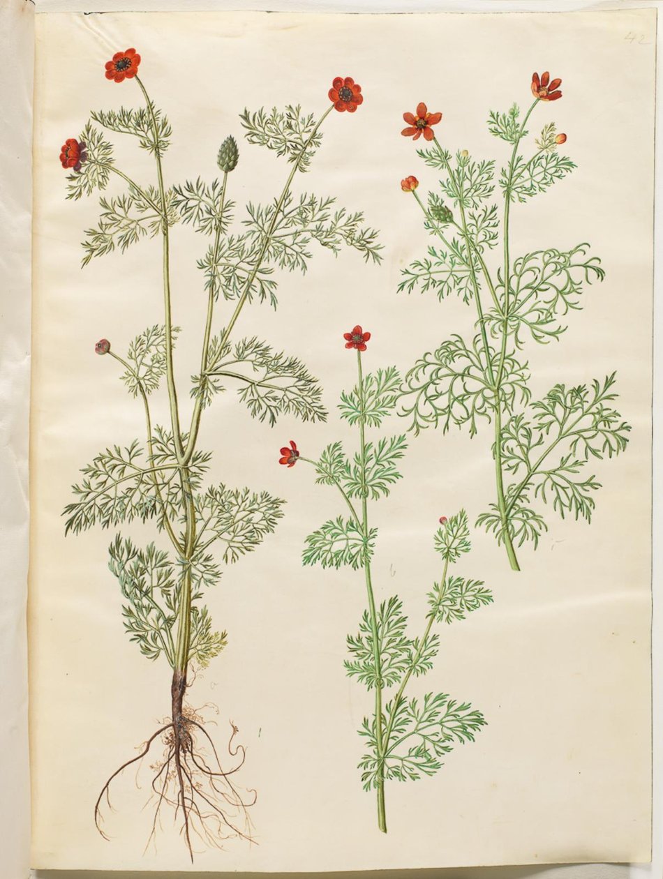 Adonis årlig (høst-adonis); Adonis sommer (sommer-adonis) af Hans Simon Holtzbecker