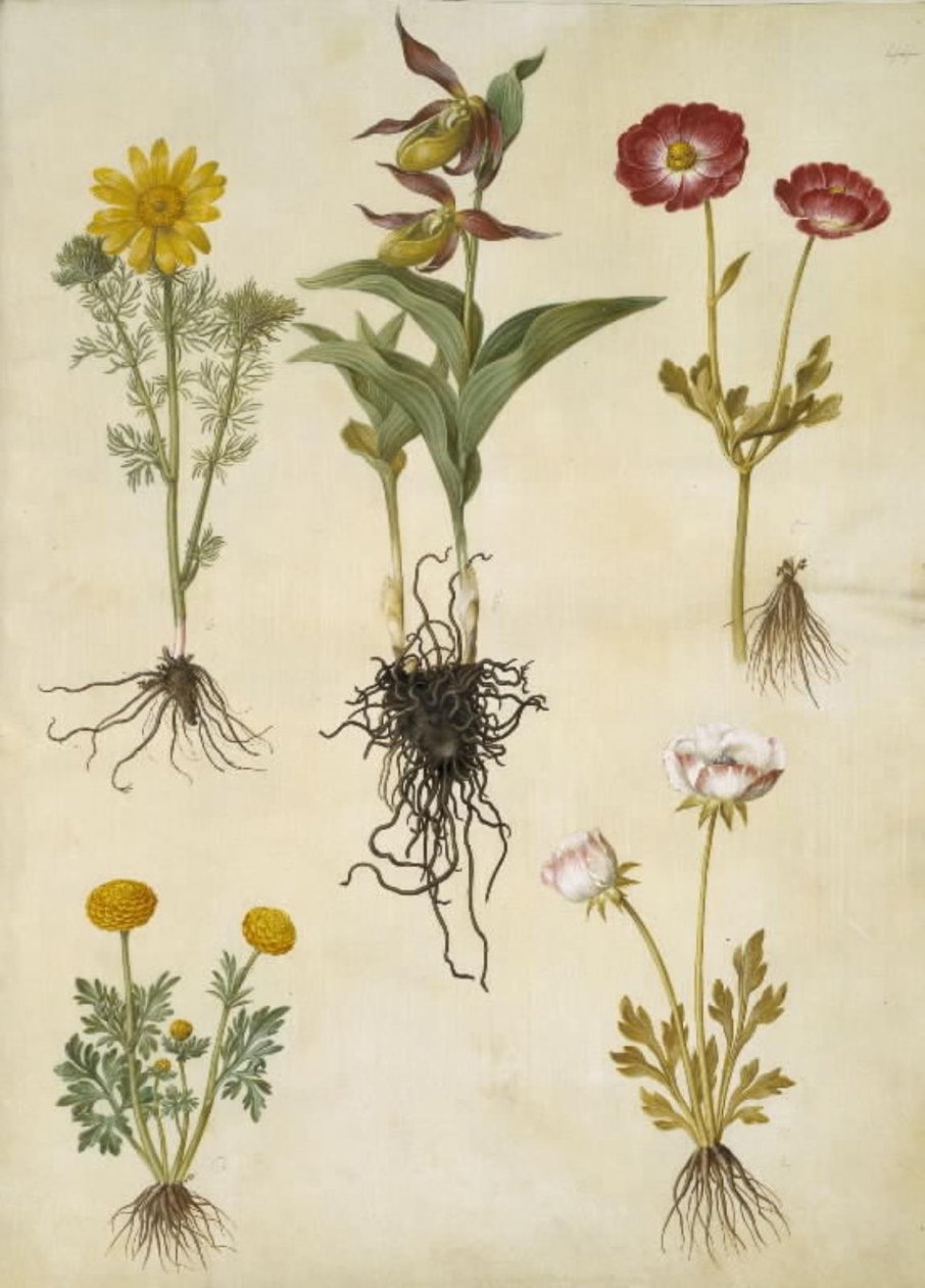 Vernal Adonis (vår-adonis); Cypripedium calceolus (stor fruesko); Asiatisk ranunkel (have-ranunkel); Smørblomst (art af ranunkel) af Hans Simon Holtzbecker
