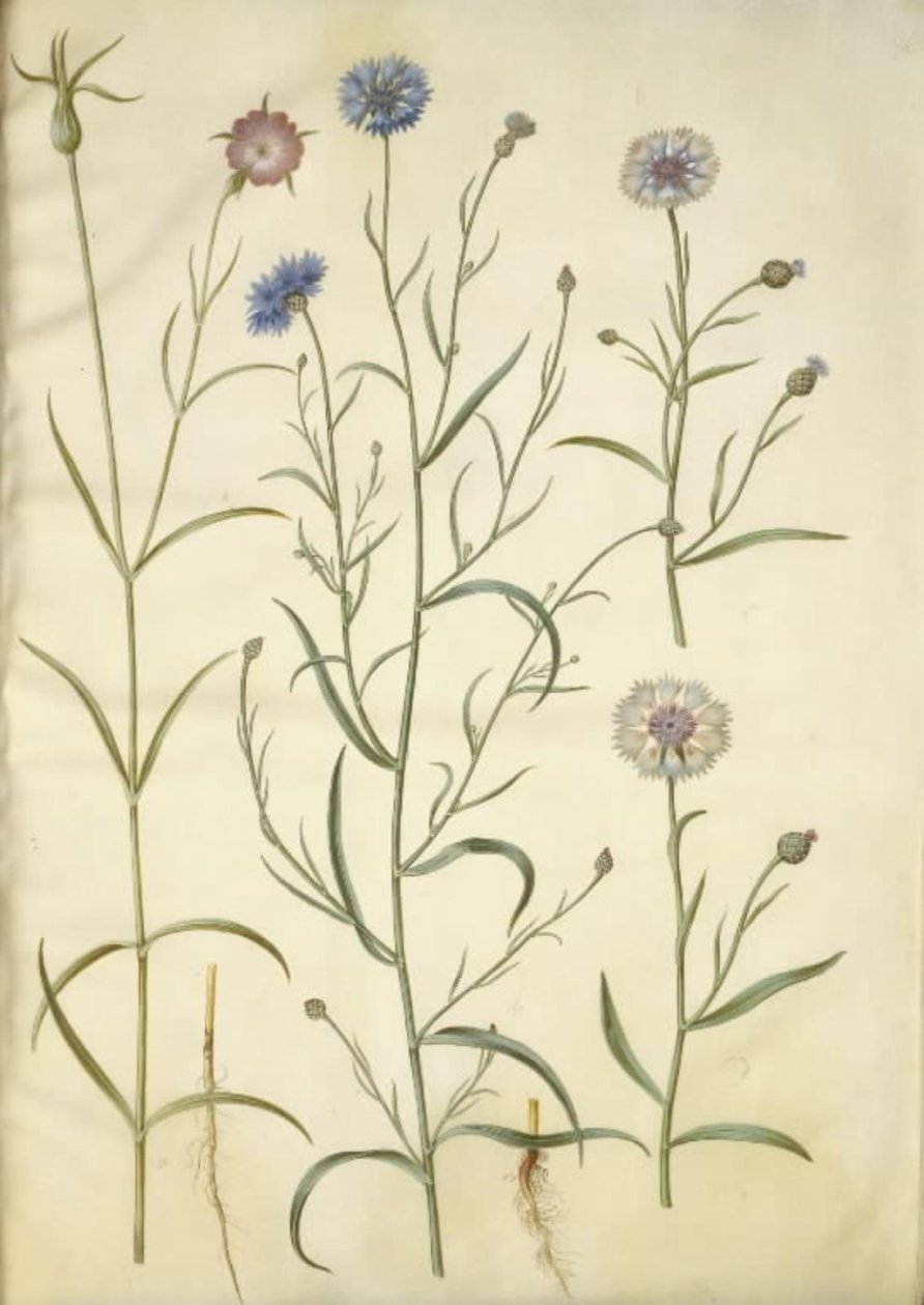 Agrostemma githago (almindelig klinte); Centaurea cyanus (kornblomst) af Hans Simon Holtzbecker