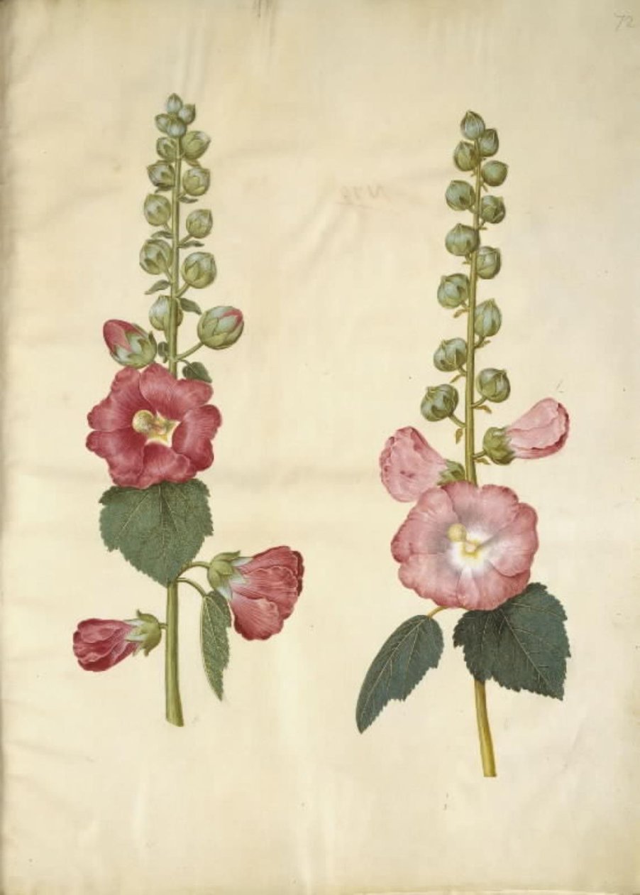 Alcea rosea (har-stokrose) af Hans Simon Holtzbecker