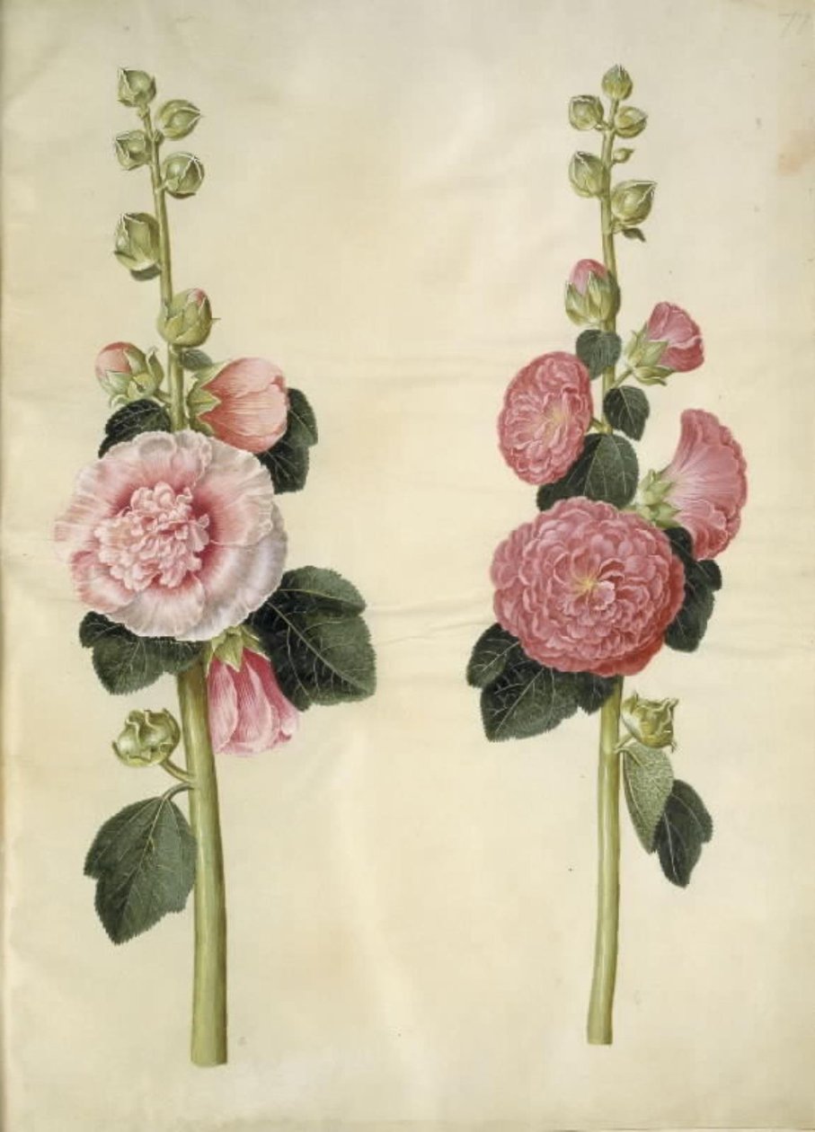 Alcea rosea (har-stokrose) af Hans Simon Holtzbecker